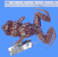 صورة Eleutherodactylus pinarensis Dunn 1926