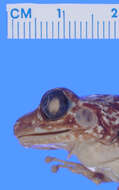 Image of Pinos robber frog