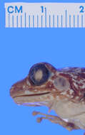 صورة Eleutherodactylus pinarensis Dunn 1926