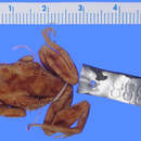 Image of <i>Hylodes briceni</i>