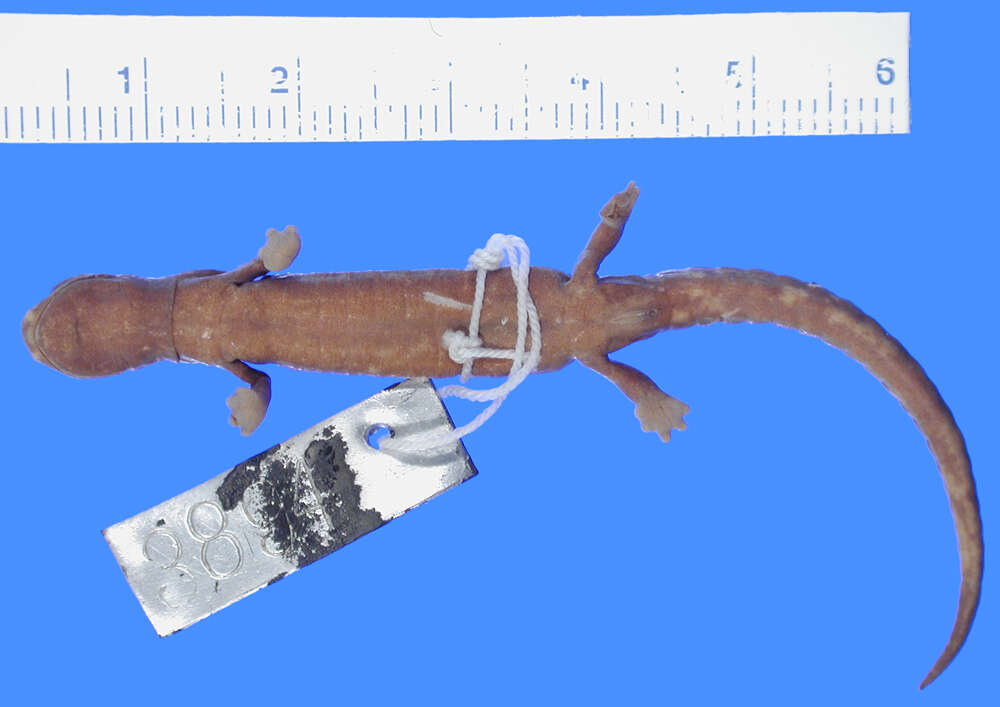 Image of Savage's salamander