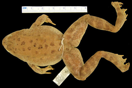 Image of Oregon Spotted Frog