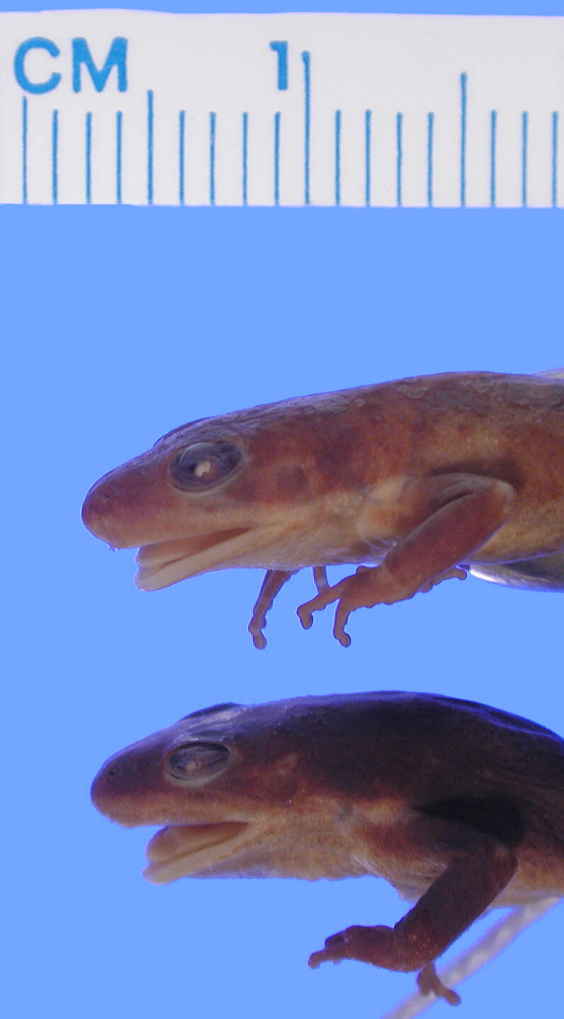 Image of Western Chorus Frog