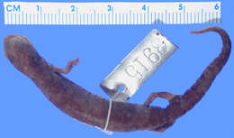 Image of Chunky False Brook Salamander