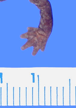 Image of Chunky False Brook Salamander