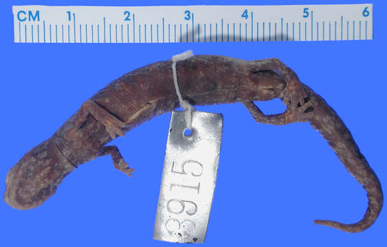 Image of Chunky False Brook Salamander