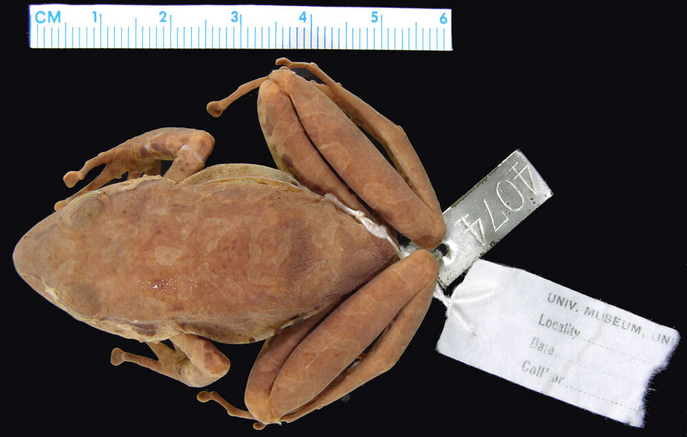 Image of Ceuthomantinae Heinicke, Duellman, Trueb, Means, MacCulloch & Hedges 2009