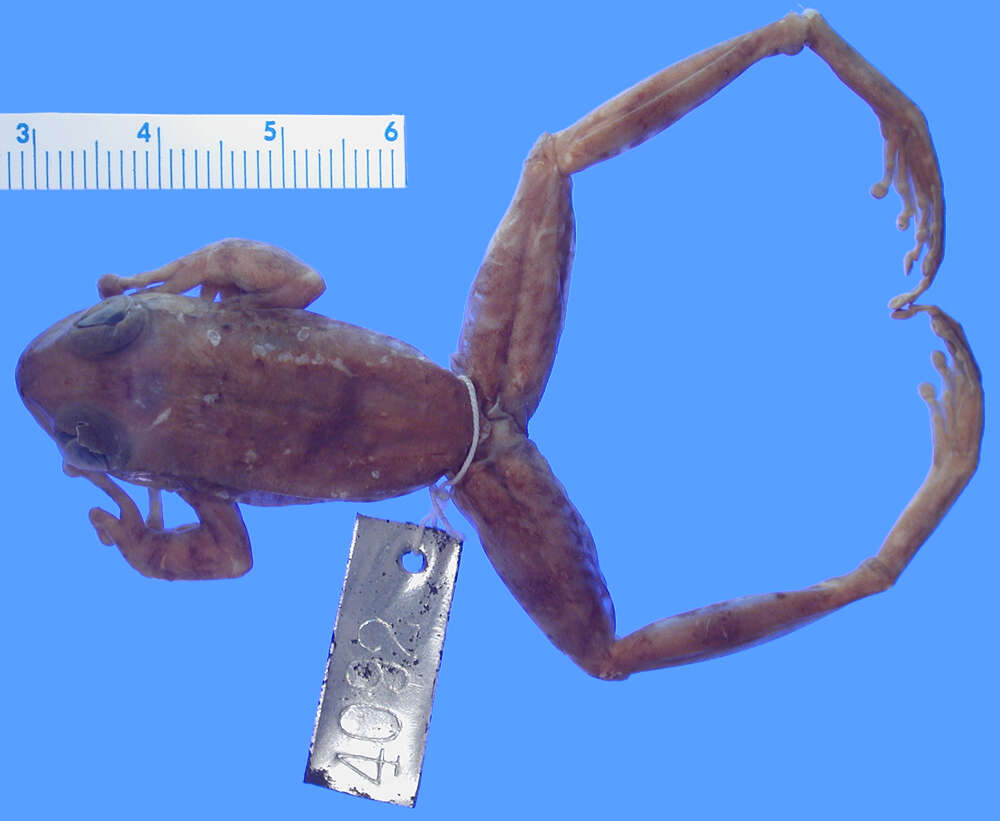 Image of Cryptobatrachus Ruthven 1916