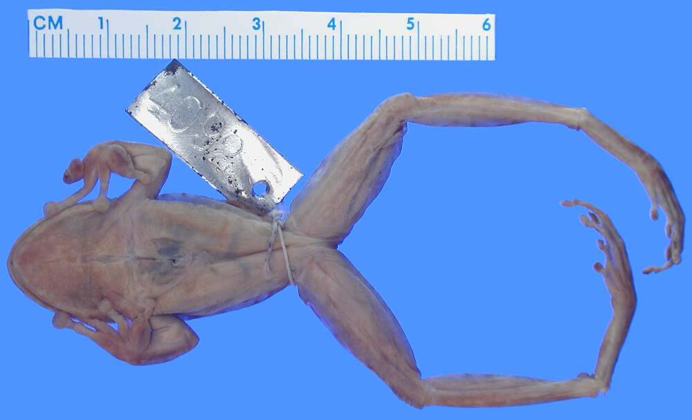 Image of Cryptobatrachus Ruthven 1916