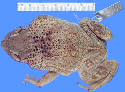 Image of Puerto Rican crested toad