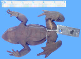 Image of Guajira Stubfoot Toad