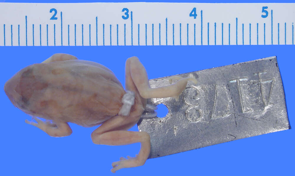 Image de Gastrotheca marsupiata (Duméril & Bibron 1841)