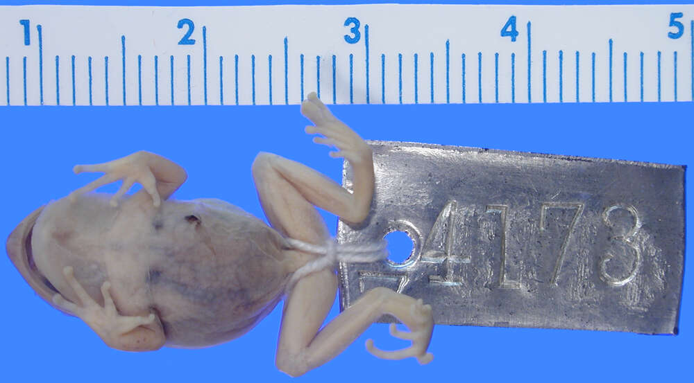 Image de Gastrotheca marsupiata (Duméril & Bibron 1841)
