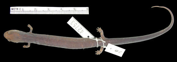 Image of Phaeognathus Highton 1961