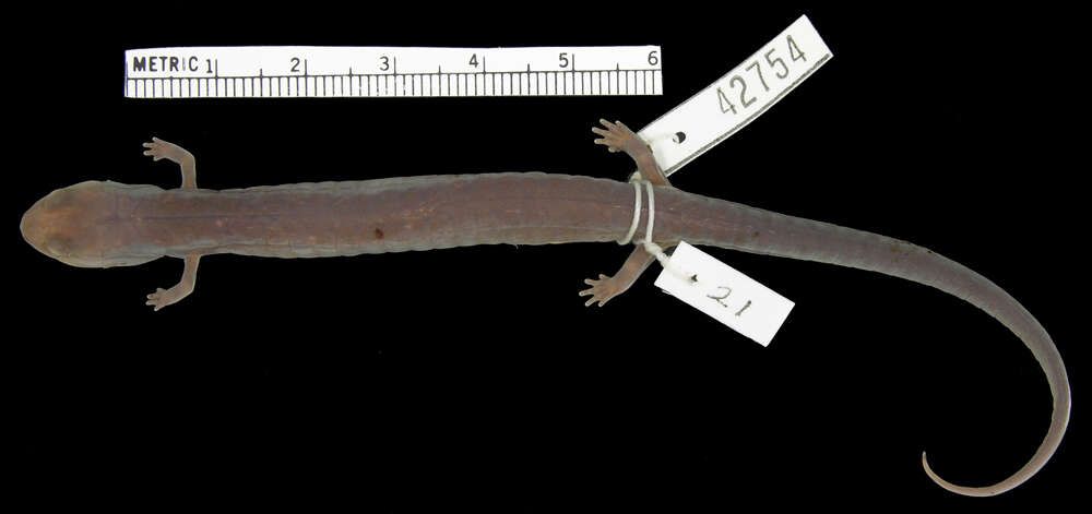 Image of Phaeognathus Highton 1961