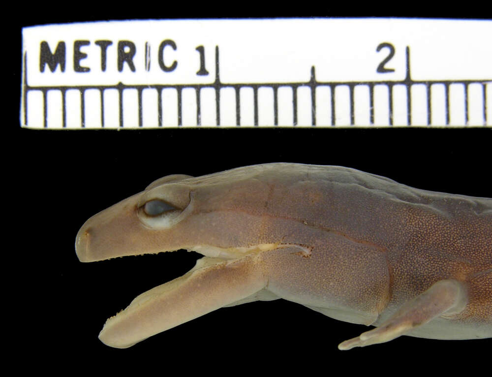 Image de Phaeognathus Highton 1961