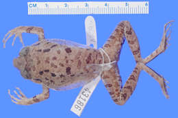 Image of Eleutherodactylus aporostegus Schwartz 1965