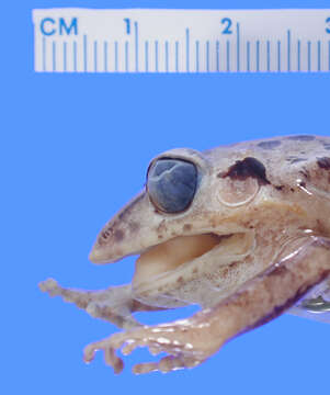 Image of Eleutherodactylus aporostegus Schwartz 1965