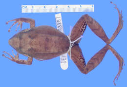 Plancia ëd Eleutherodactylus hypostenor Schwartz 1965