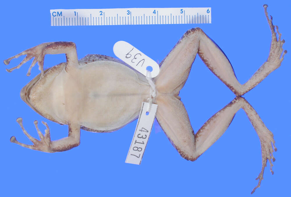 Plancia ëd Eleutherodactylus hypostenor Schwartz 1965