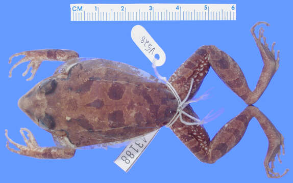 Eleutherodactylus tychathrous Schwartz 1965 resmi