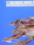 صورة Eleutherodactylus tychathrous Schwartz 1965