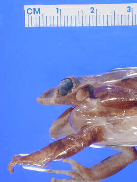 صورة Eleutherodactylus tychathrous Schwartz 1965