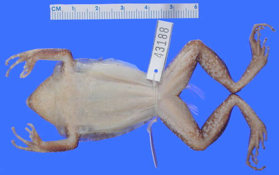 Eleutherodactylus tychathrous Schwartz 1965 resmi