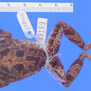 Image of Eleutherodactylus bothroboans Schwartz 1965