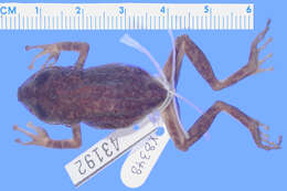 صورة Eleutherodactylus patriciae Schwartz 1965