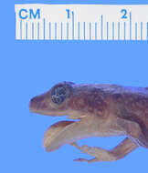 صورة Eleutherodactylus patriciae Schwartz 1965