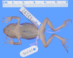 صورة Eleutherodactylus patriciae Schwartz 1965