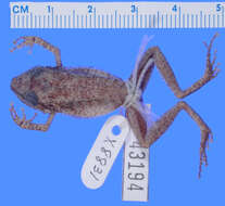 Image of Eleutherodactylus pituinus Schwartz 1965