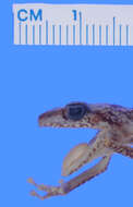 Image of Eleutherodactylus pituinus Schwartz 1965