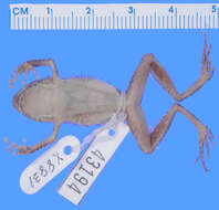 Image of Eleutherodactylus pituinus Schwartz 1965