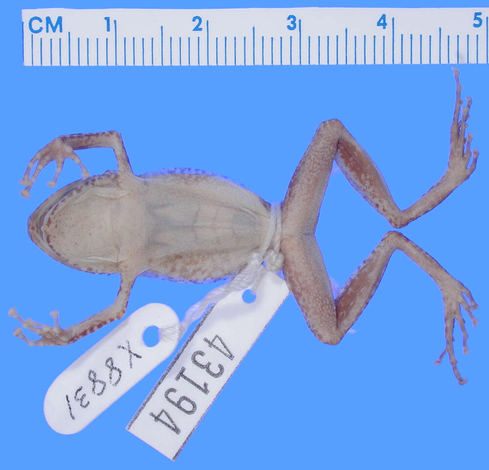 Image of Eleutherodactylus pituinus Schwartz 1965