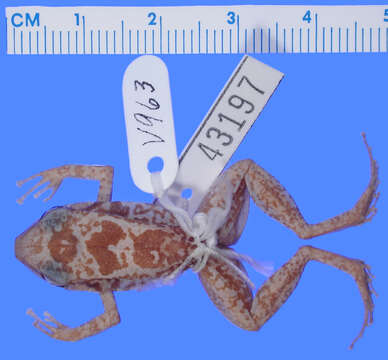 صورة Eleutherodactylus probolaeus Schwartz 1965