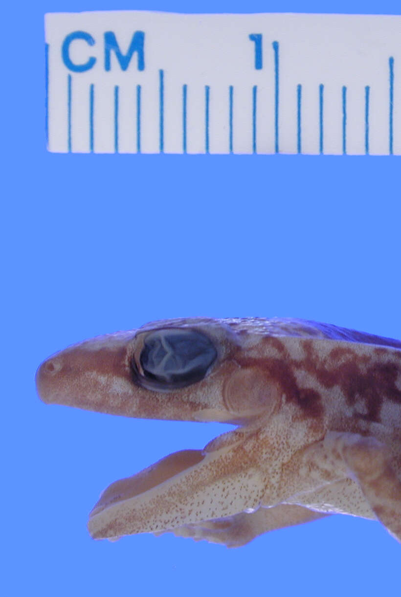 صورة Eleutherodactylus probolaeus Schwartz 1965