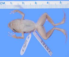 صورة Eleutherodactylus probolaeus Schwartz 1965