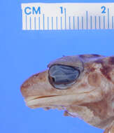 صورة Eleutherodactylus counouspeus Schwartz 1964