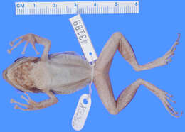 صورة Eleutherodactylus counouspeus Schwartz 1964