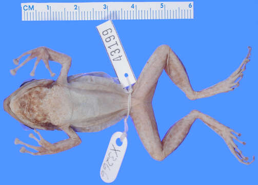 Image of Eleutherodactylus counouspeus Schwartz 1964