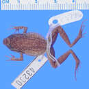 Слика од Eleutherodactylus paulsoni Schwartz 1964