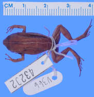 Image of Eleutherodactylus parabates Schwartz 1964