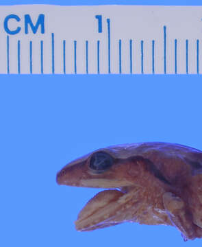 Image of Eleutherodactylus parabates Schwartz 1964