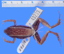 Imagem de Eleutherodactylus weinlandi Barbour 1914