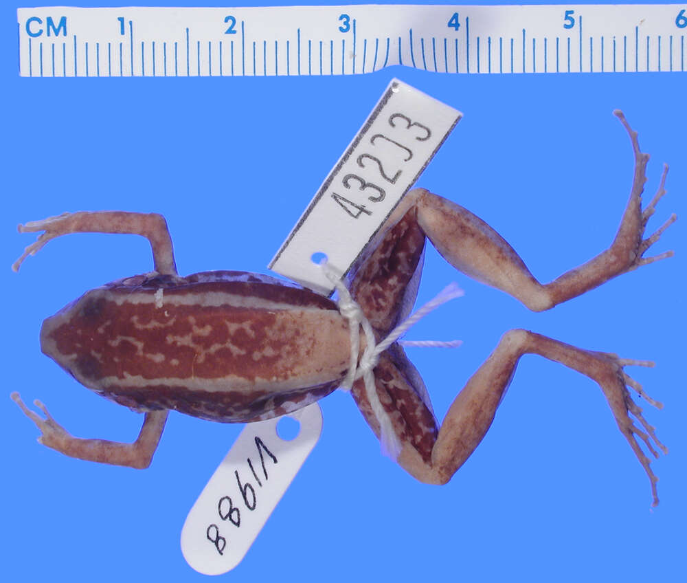 صورة Eleutherodactylus weinlandi Barbour 1914