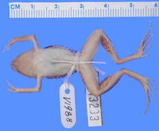 Imagem de Eleutherodactylus weinlandi Barbour 1914