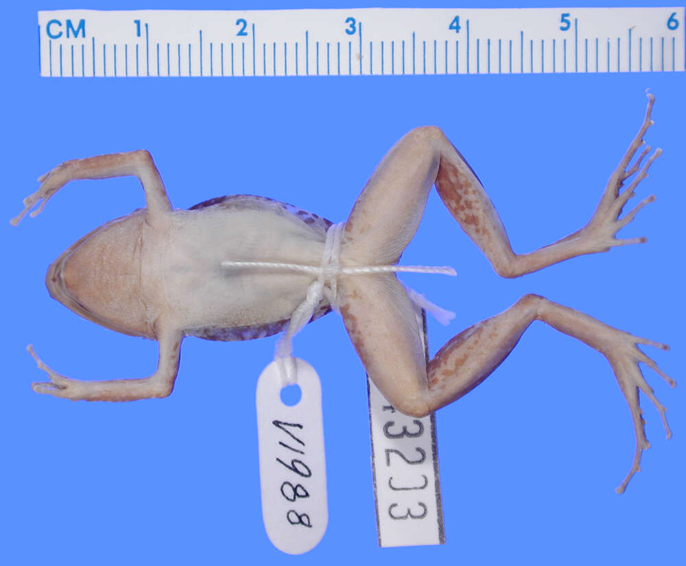 صورة Eleutherodactylus weinlandi Barbour 1914