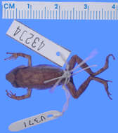 صورة Eleutherodactylus notidodes Schwartz 1966